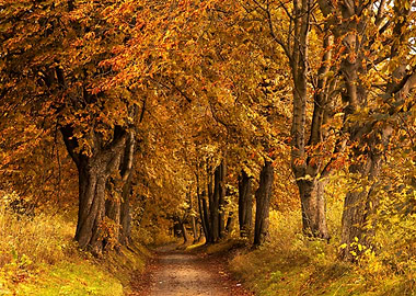 Autumn Alley