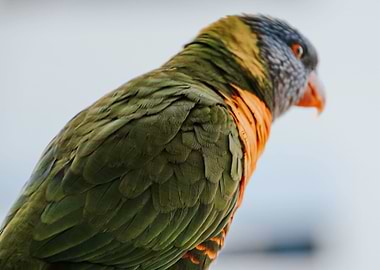 parrot portrait