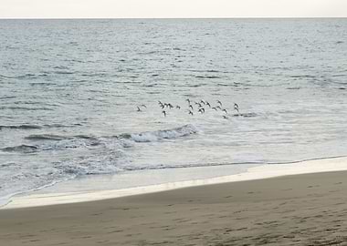 Birds Atlantic Ocean 1