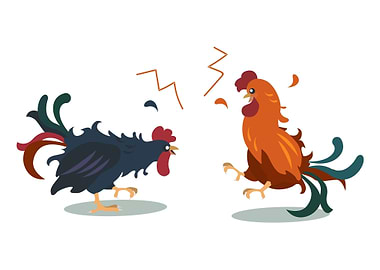 Rooster Fight