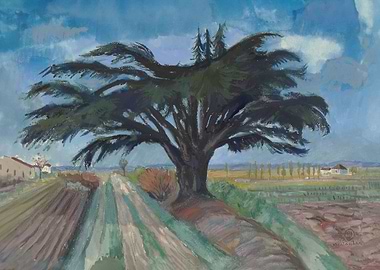 Large tree between fields