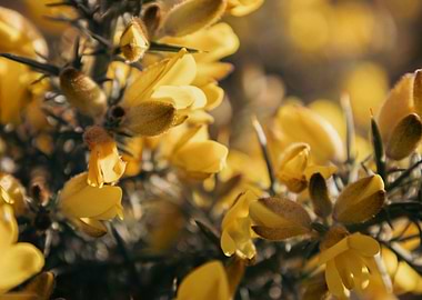 Gorse Gold