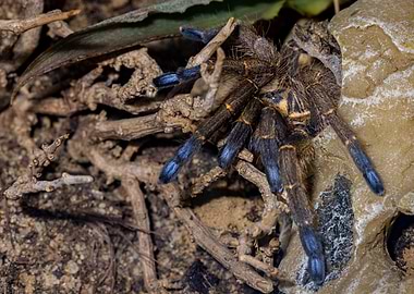 Ideothele mira tarantula