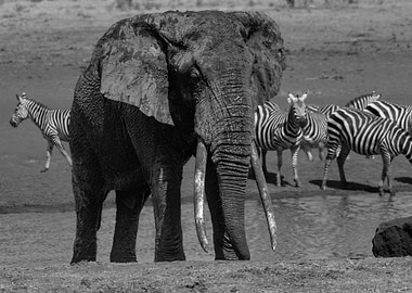 Majestic African Elephant