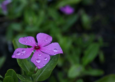 Dew Covered Flower