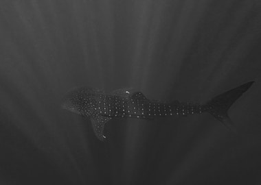 Whale Shark In Deep Blue