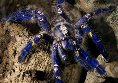 Poecilotheria metallica 2