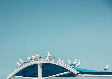 seagulls on blue