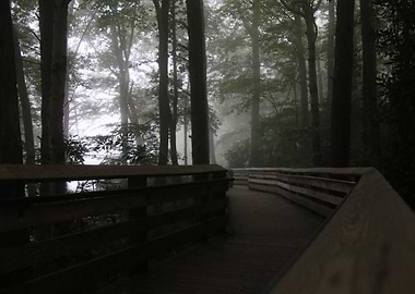 Foggy Morning Boardwalk