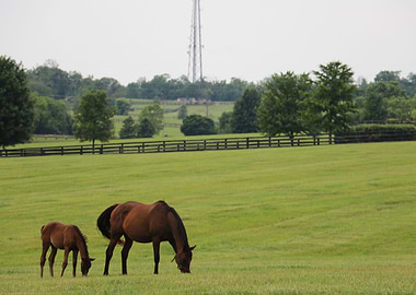 Grazing Horses