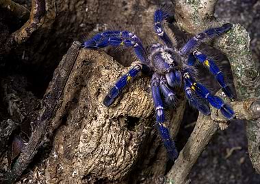 Poecilotheria metallica 1