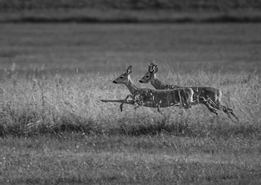 Jumping Roe Deers