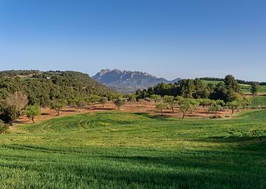 Olive trees and Montserrat