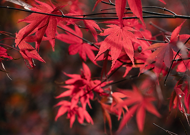 Autumn maple leaves
