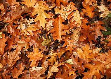 Many autumn leaves ground