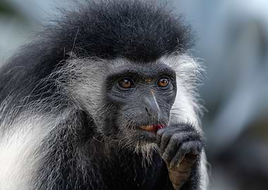 Eating Colobus Monkey