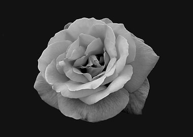 Monochrome rose 2