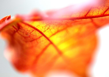 Wild autumn leaf