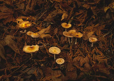 Mushrooms and Maple Leaves