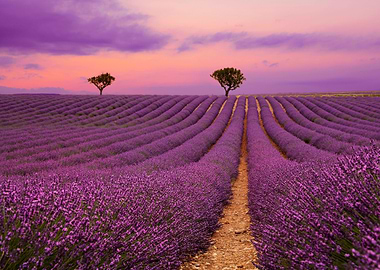 Lavender Field at Sunset
