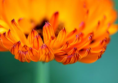 Bright orange flower
