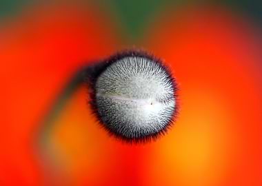 Poppy close up
