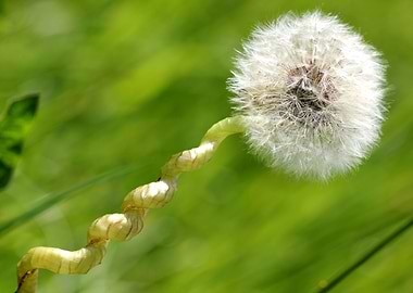 Dandelion swirl