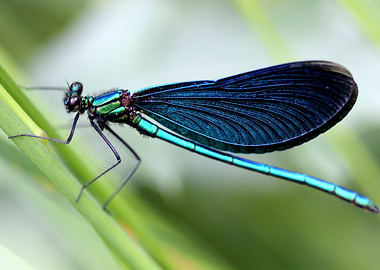 Shimmering damselfly