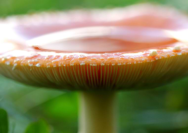 Fairy mushroom
