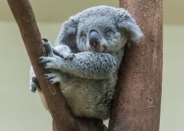Sleeping Koala