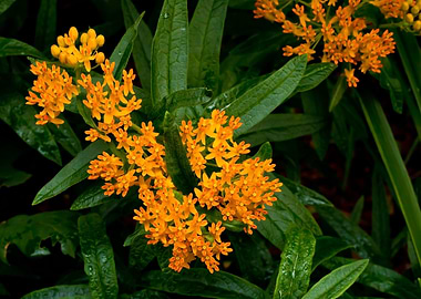 Butterfly weed blooming