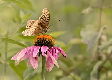 Fritillary butterfly