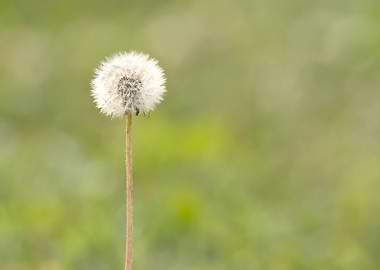 White dandelion on green