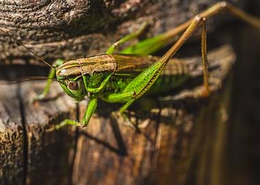 Grasshoper