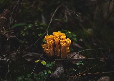 Coral Mushroom