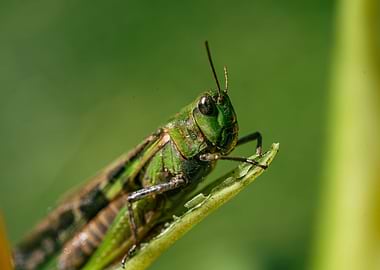Grasshoper