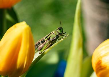 Grasshoper