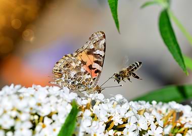 Butterfly and a bee