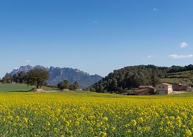 Montserrat in flowers 2