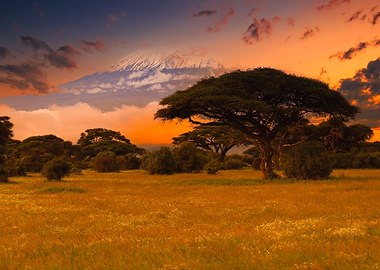 Savanna Kenya Kilimanjaro