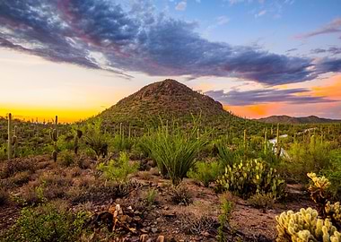 Saguaro National Park