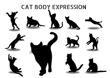 cat body expression