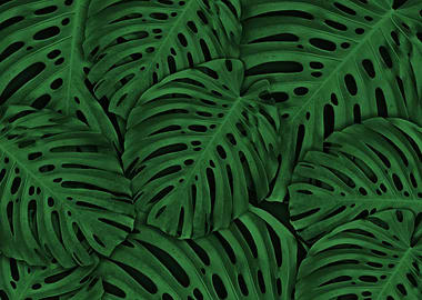 Monstera leaves