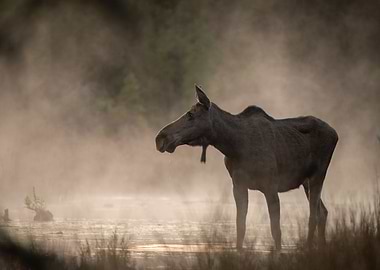 Moose in Hot Springs