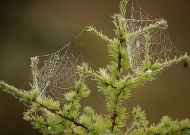 Spider Webs with Dew Drops