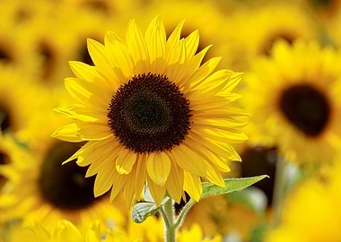 Yellow sunflower field