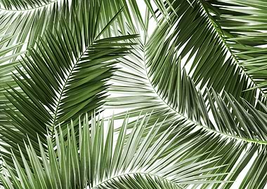 Palm Leaves Pattern Dream4