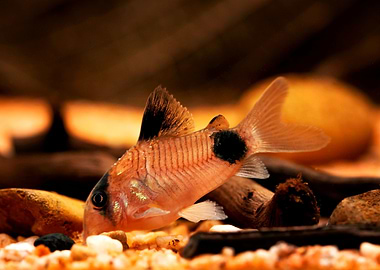 Corydoras panda catfish