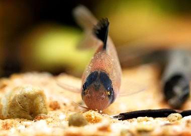 Corydoras panda catfish