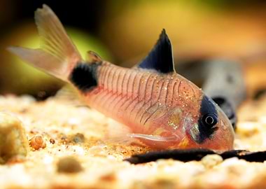 Corydoras panda catfish